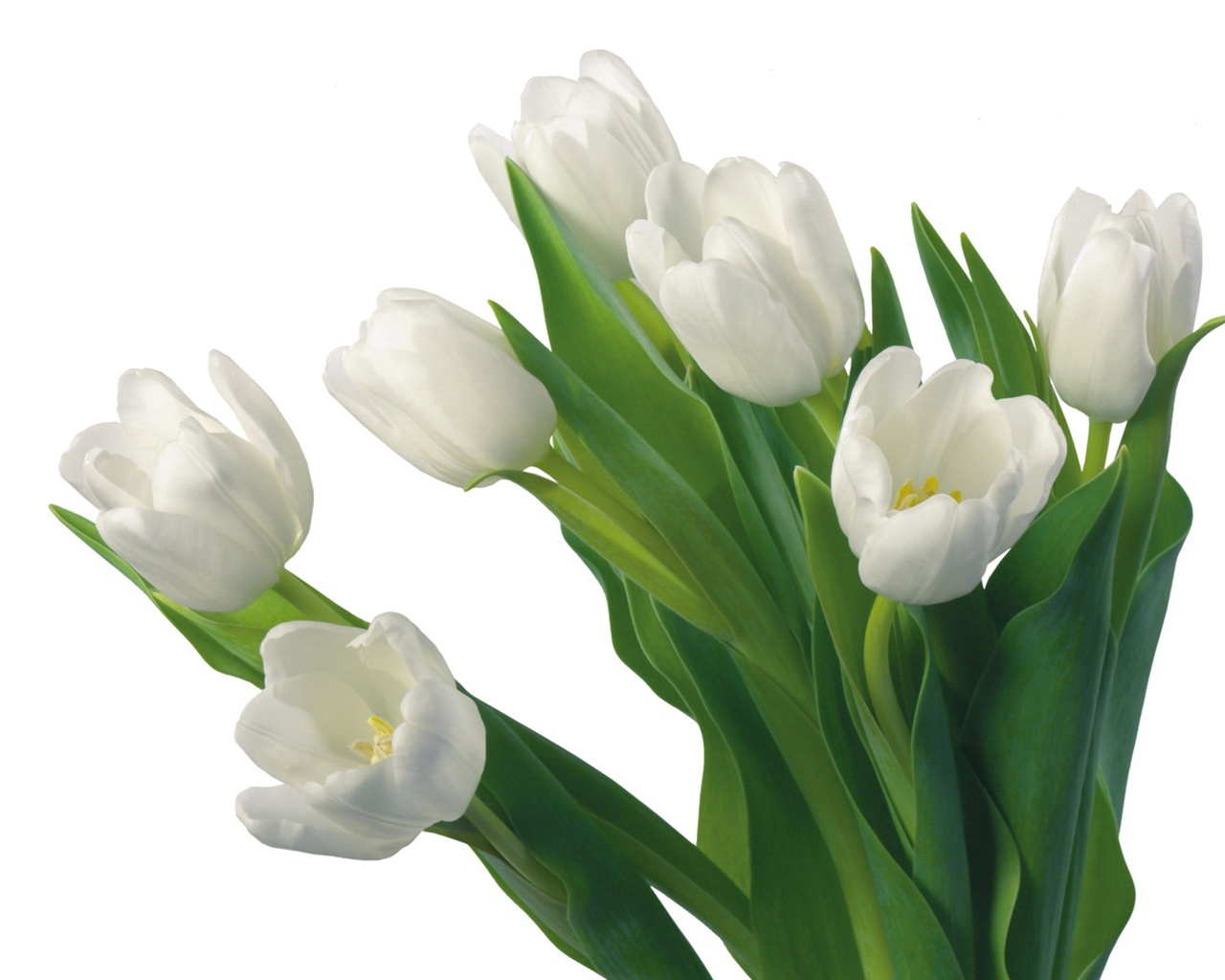 Blancanieves flores papel tapiz #12 - 1280x1024