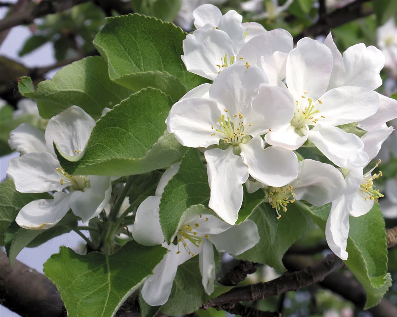 Snow-white flowers wallpaper #13 - 1280x1024