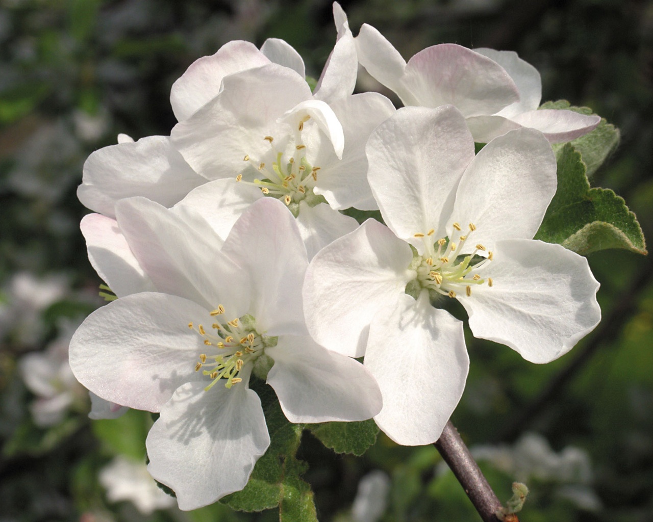 Snow-white flowers wallpaper #14 - 1280x1024