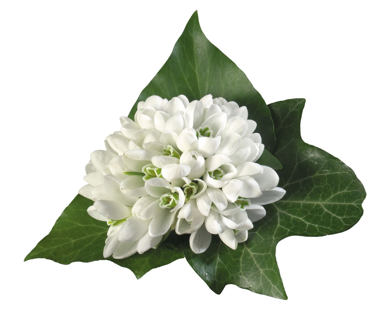Blancanieves flores papel tapiz #15 - 1280x1024