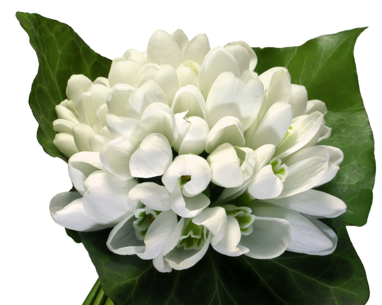 Blancanieves flores papel tapiz #16 - 1280x1024
