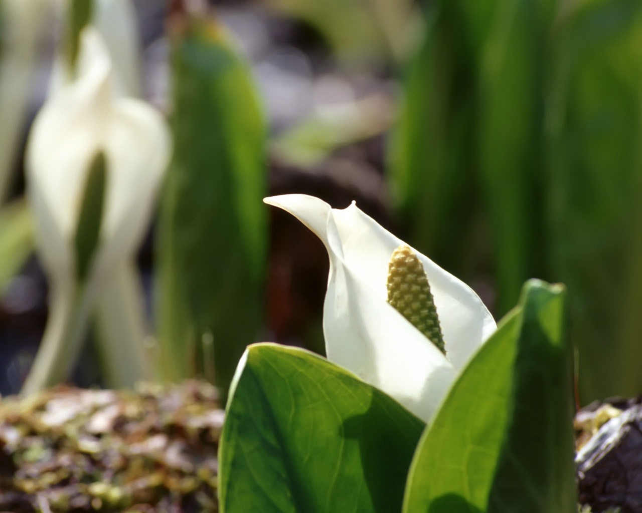 Snow-white flowers wallpaper #18 - 1280x1024