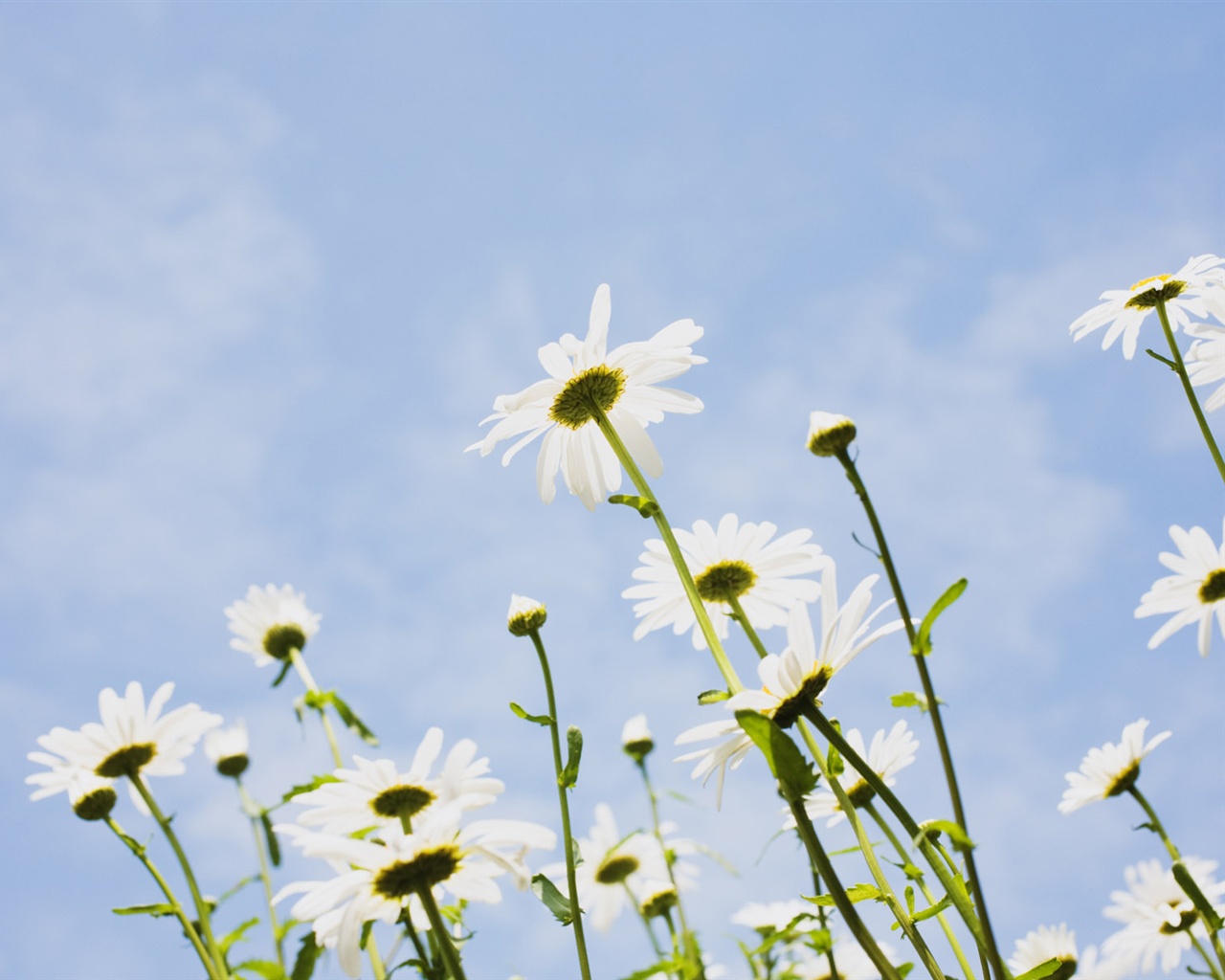 Snow-white flowers wallpaper #19 - 1280x1024