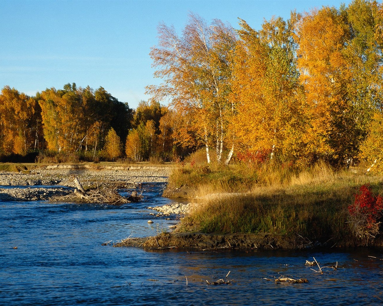 El fondo de pantalla bosque del otoño #1 - 1280x1024