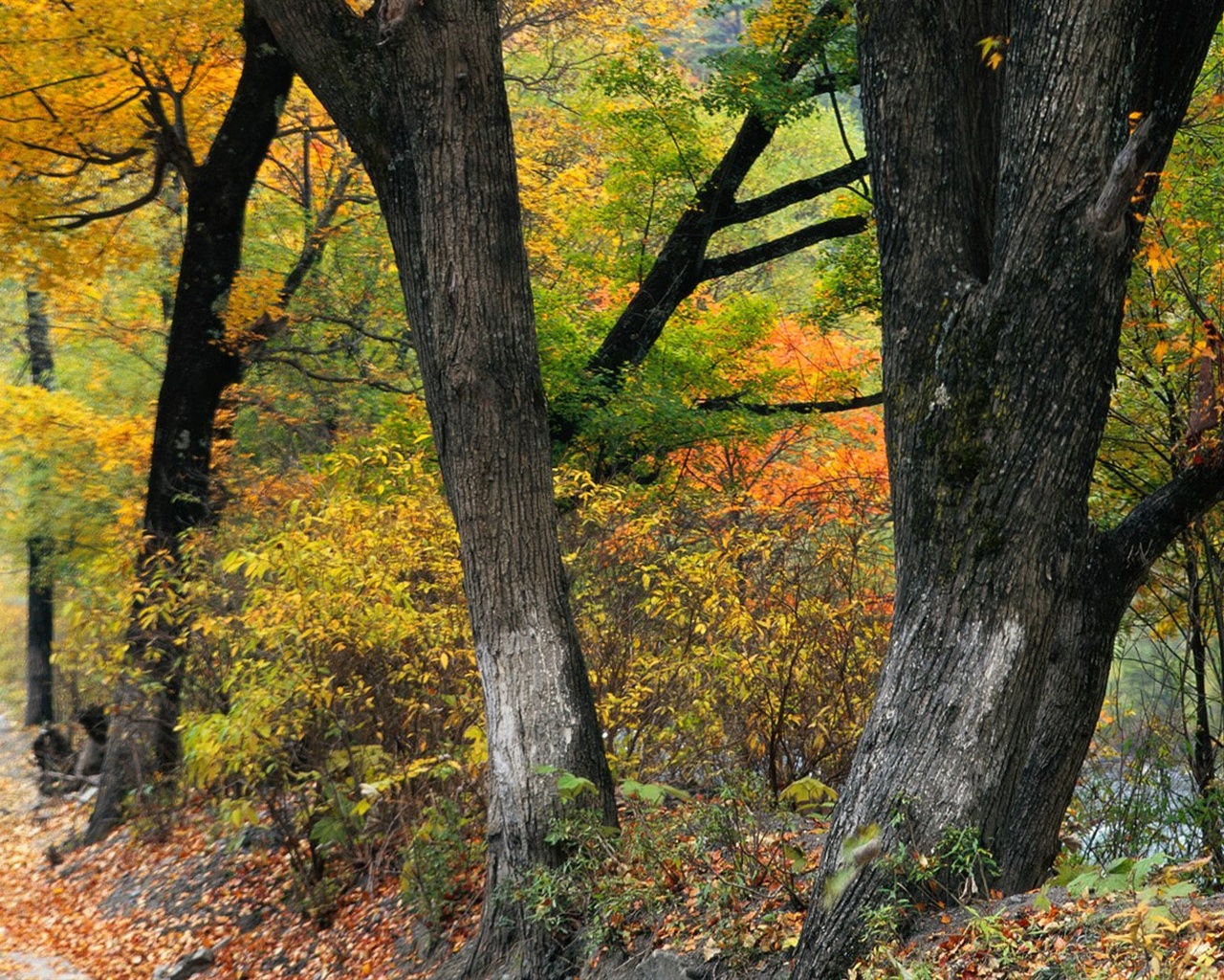 podzimní les tapety #2 - 1280x1024