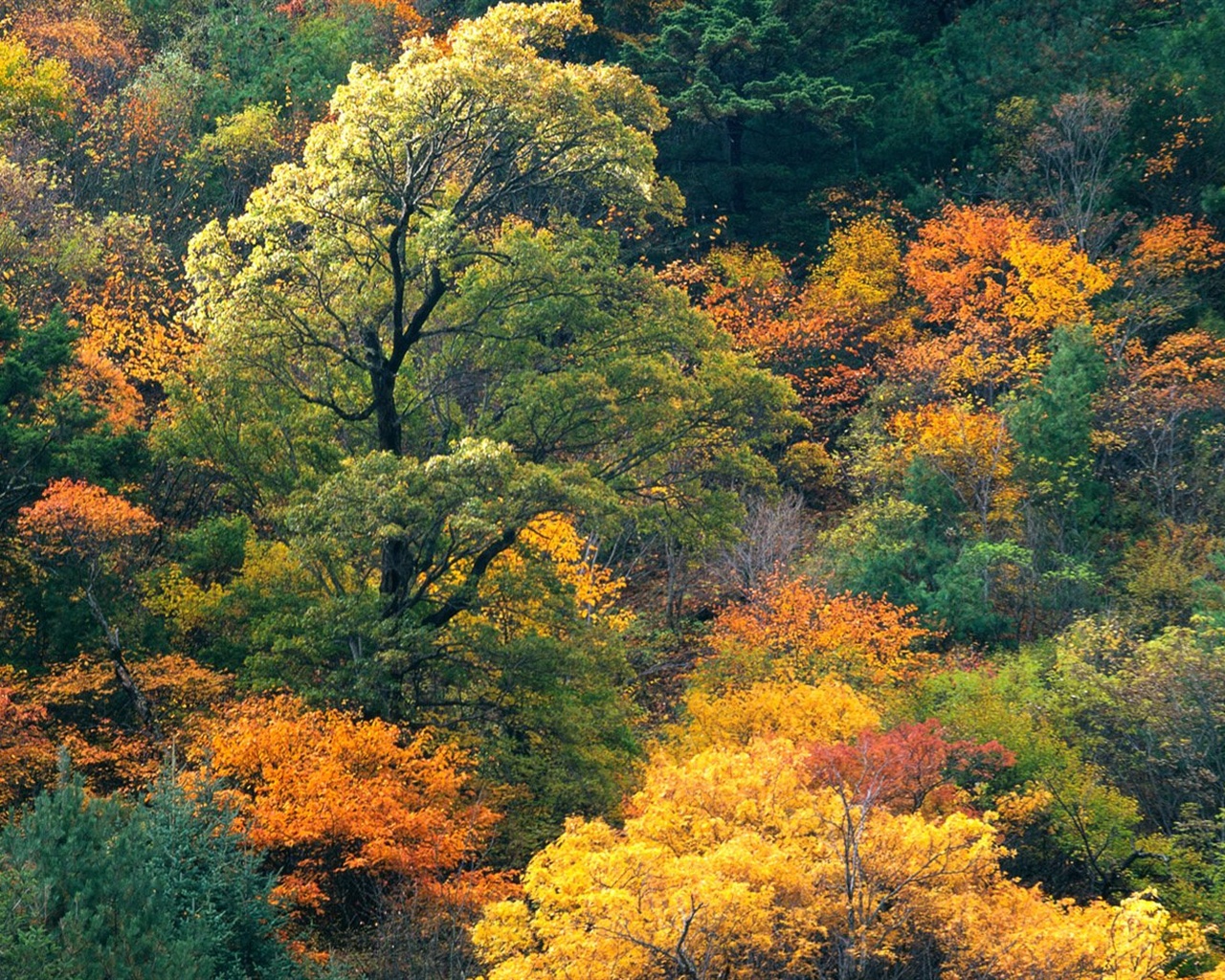 El fondo de pantalla bosque del otoño #4 - 1280x1024