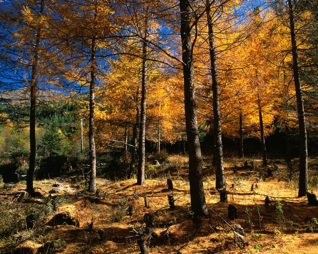 가을 숲 벽지 #6 - 1280x1024