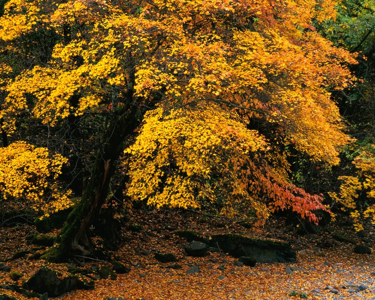 The autumn forest wallpaper #9 - 1280x1024