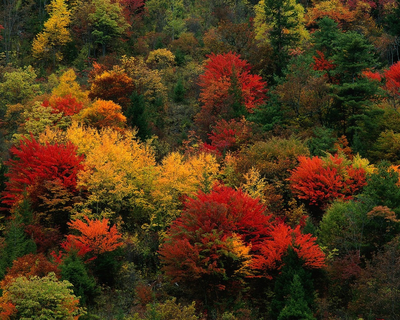 The autumn forest wallpaper #21 - 1280x1024