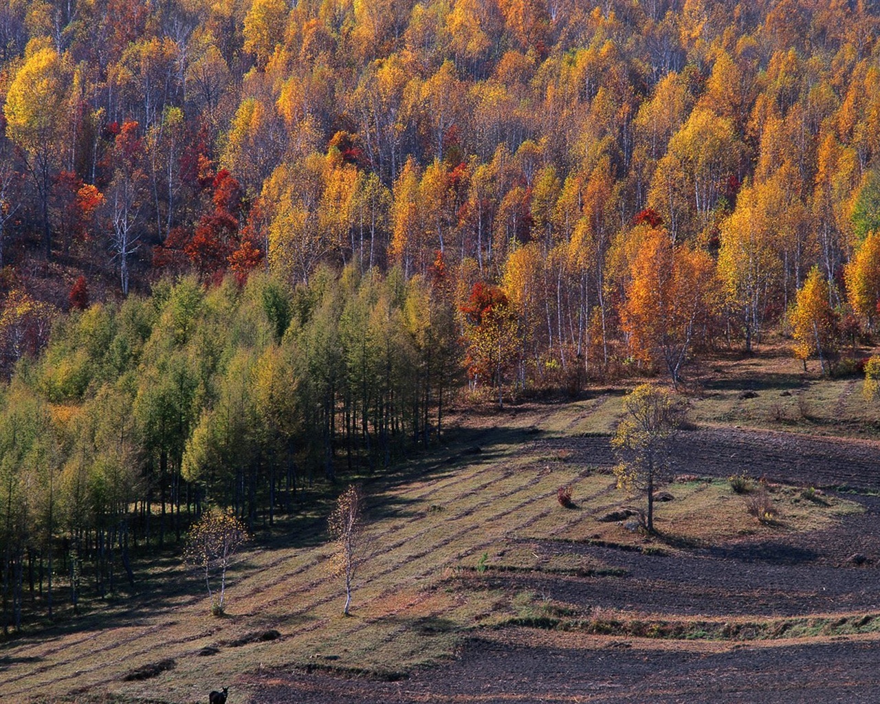 El fondo de pantalla bosque del otoño #23 - 1280x1024