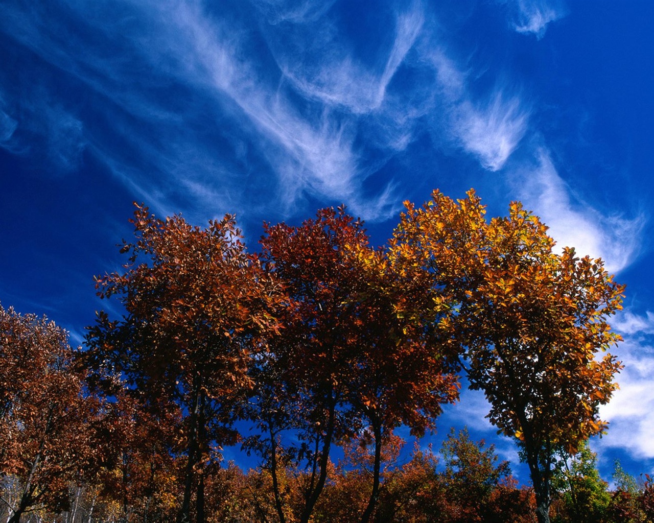 El fondo de pantalla bosque del otoño #26 - 1280x1024
