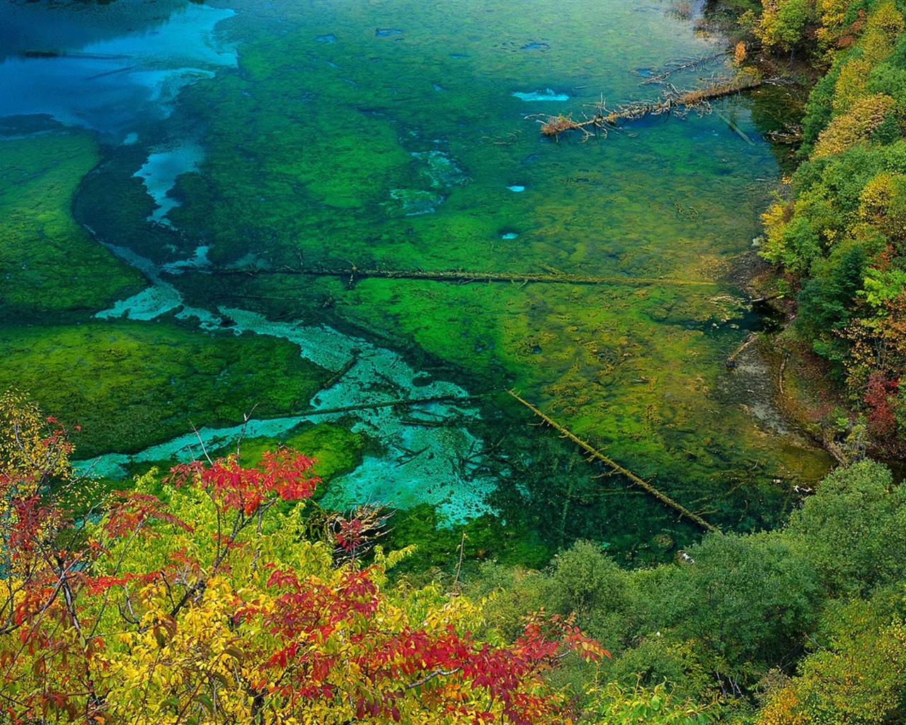 El fondo de pantalla bosque del otoño #28 - 1280x1024