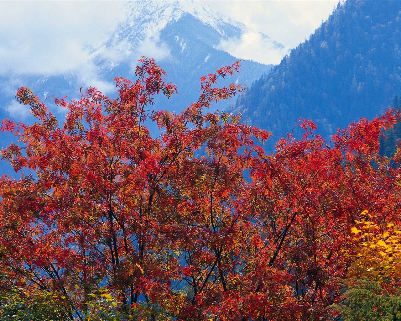 The autumn forest wallpaper #31 - 1280x1024