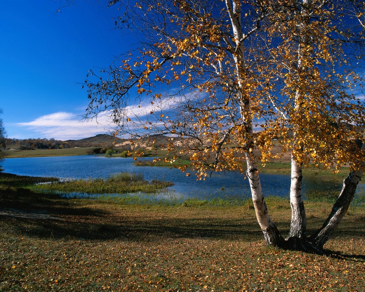 El fondo de pantalla bosque del otoño #34 - 1280x1024