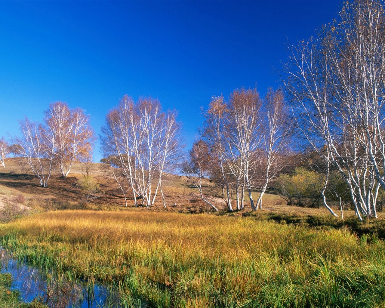 El fondo de pantalla bosque del otoño #35 - 1280x1024