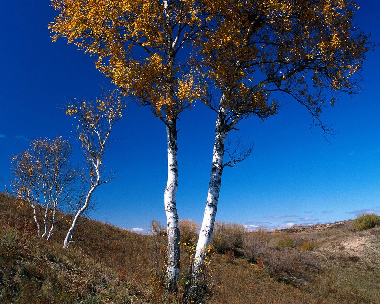 El fondo de pantalla bosque del otoño #37 - 1280x1024