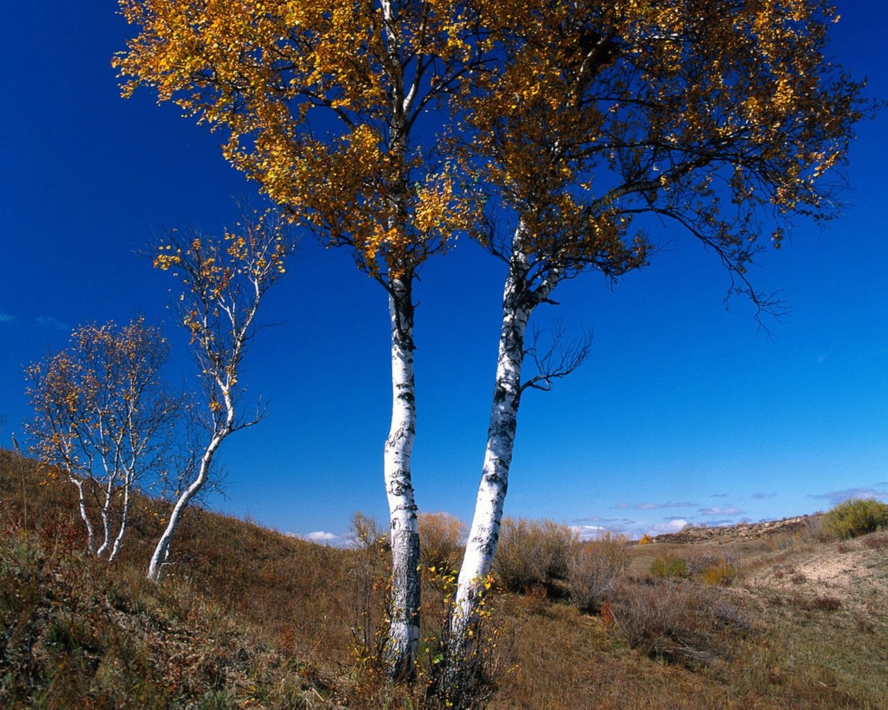 The autumn forest wallpaper #37 - 1280x1024