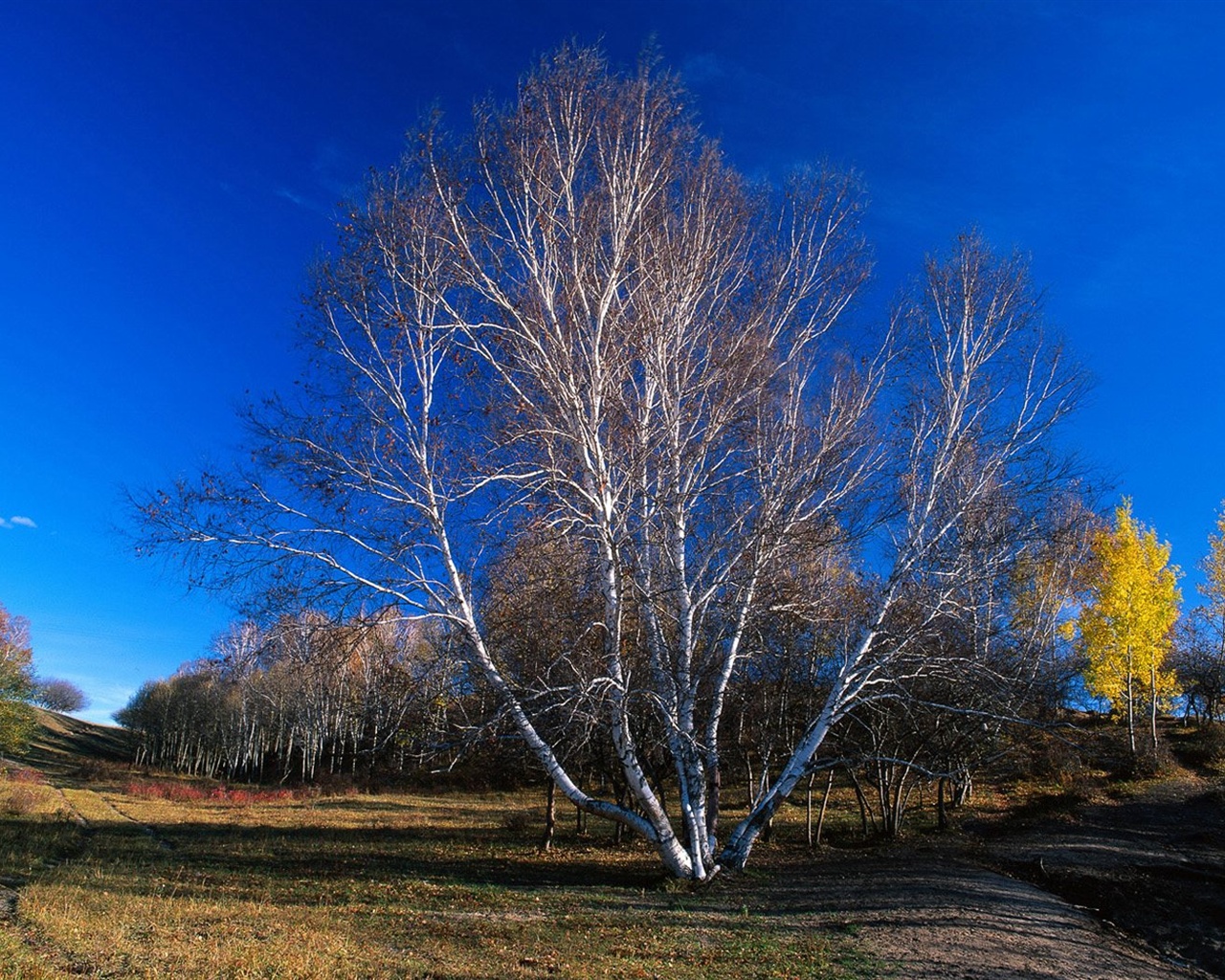 The autumn forest wallpaper #38 - 1280x1024