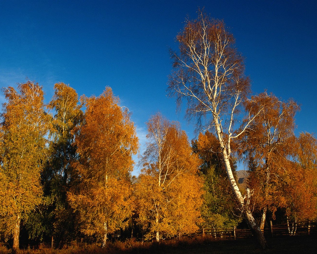 The autumn forest wallpaper #39 - 1280x1024