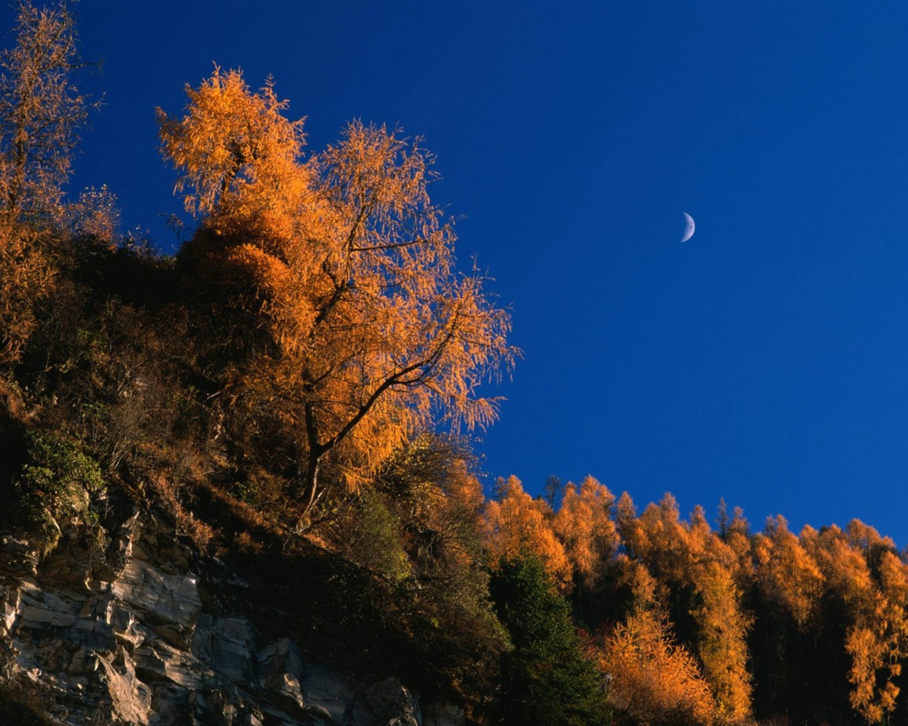 El fondo de pantalla bosque del otoño #40 - 1280x1024