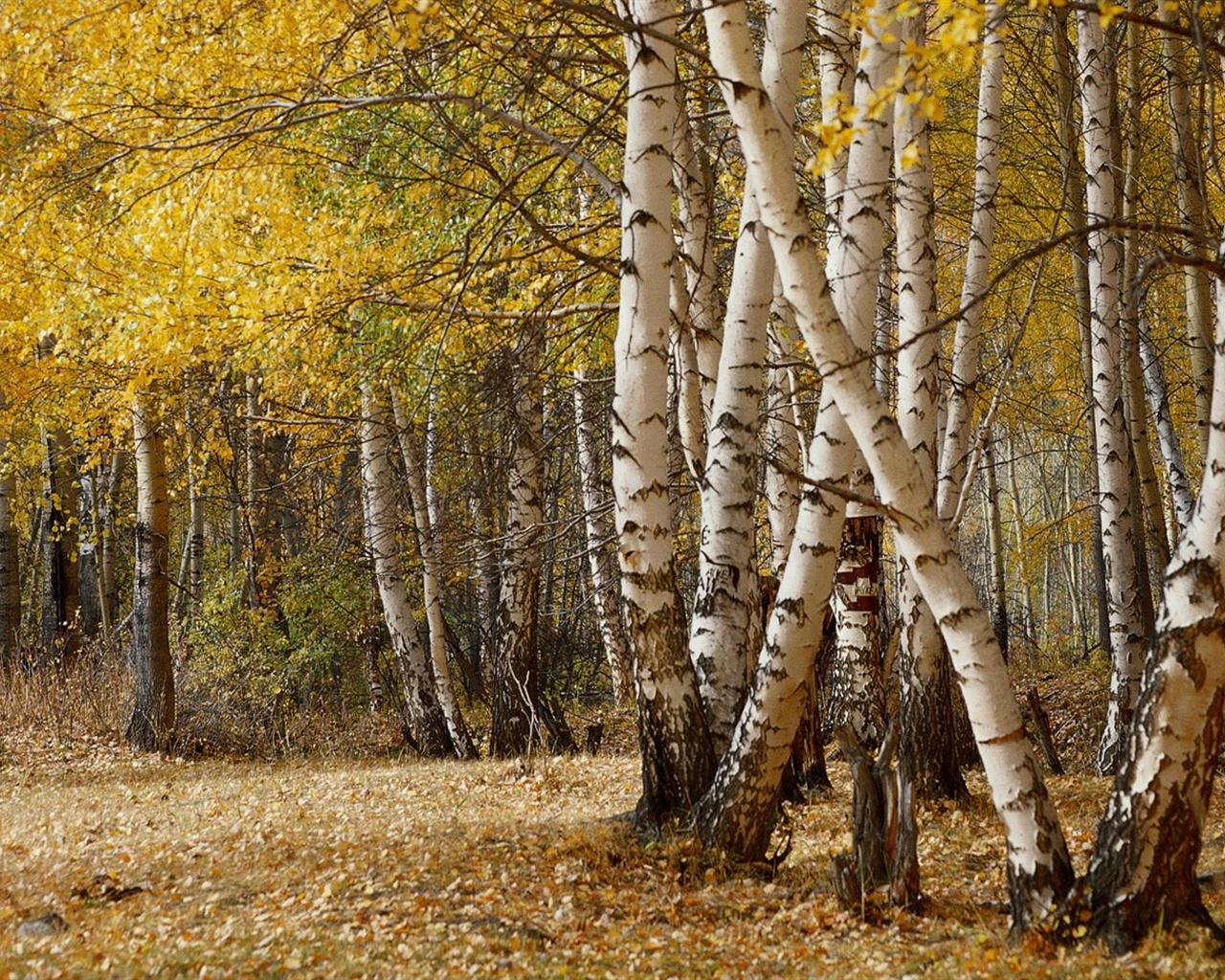 El fondo de pantalla bosque del otoño #41 - 1280x1024