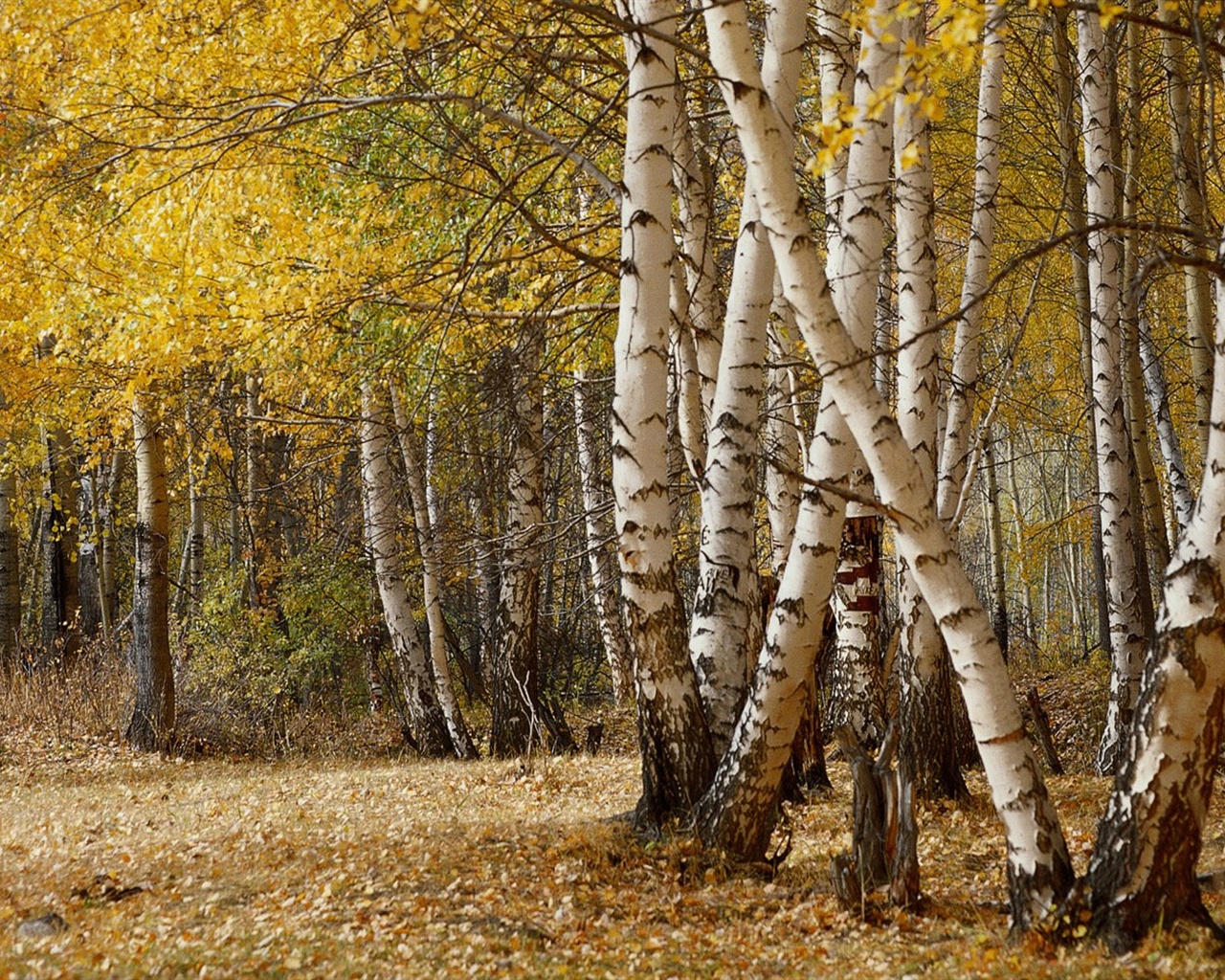 podzimní les tapety #41 - 1280x1024