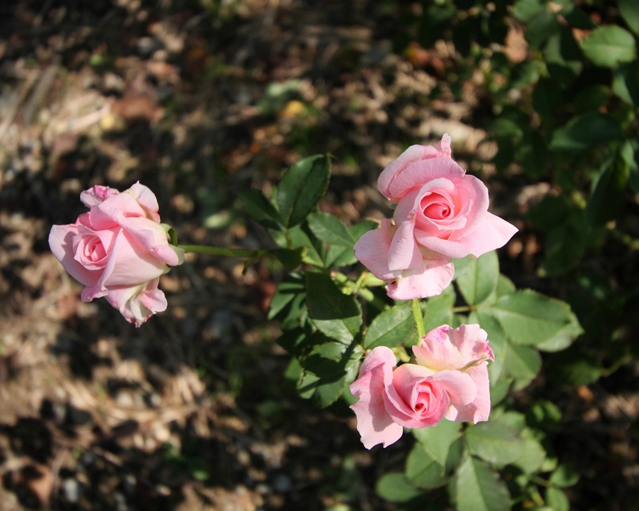 Enivrantes fleurs fond d'écran #17 - 1280x1024