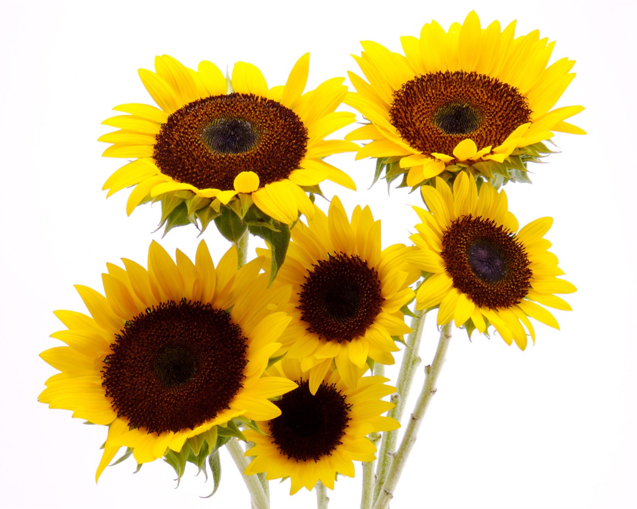 Sunny sunflower photo HD Wallpapers #3 - 1280x1024