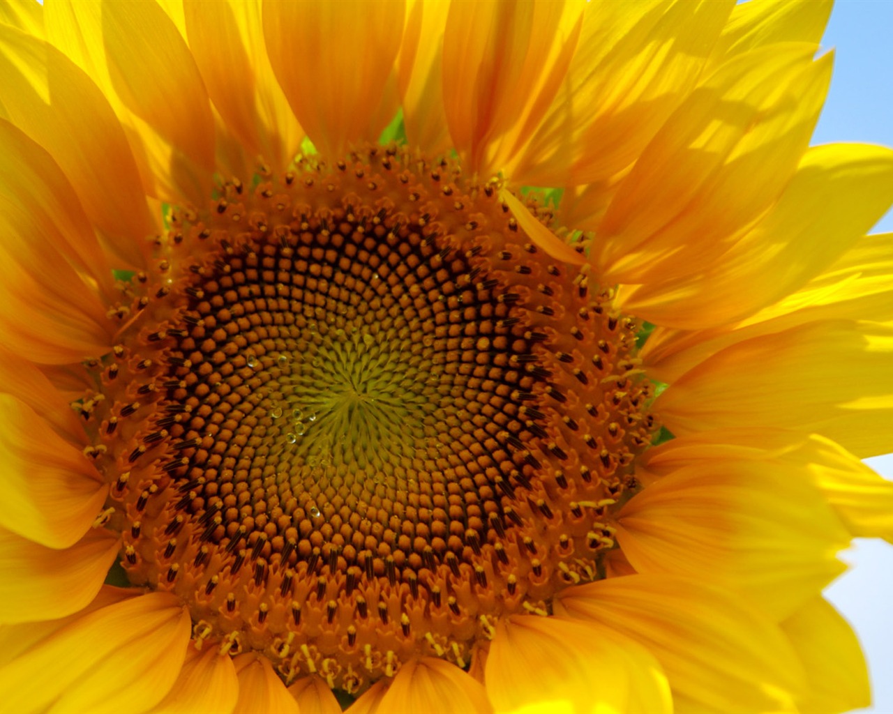 陽光 葵花寫真高清壁紙 #4 - 1280x1024