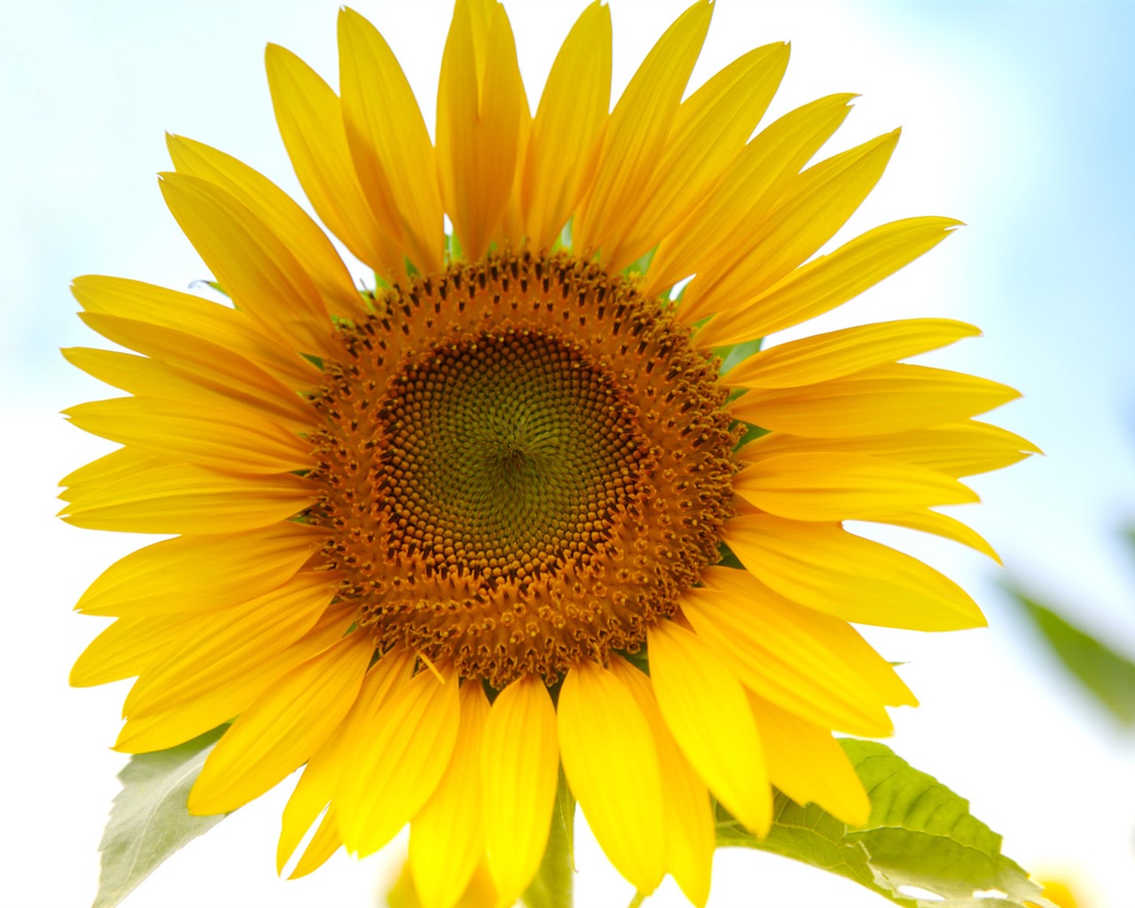 Sunny sunflower photo HD Wallpapers #5 - 1280x1024