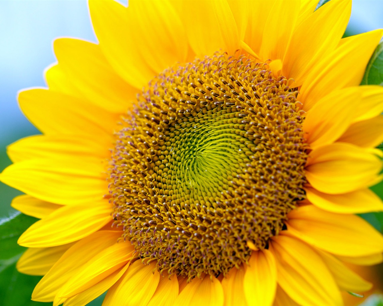 Soleado foto de girasol HD Wallpapers #7 - 1280x1024