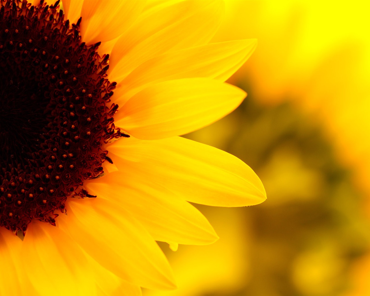 Sunny sunflower photo HD Wallpapers #10 - 1280x1024