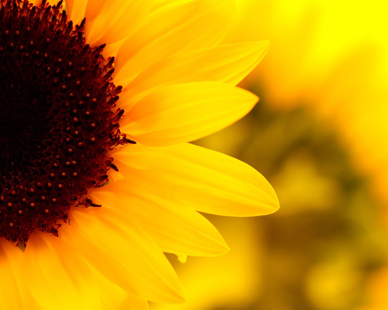 Sunny slunečnice foto HD Tapety na plochu #10 - 1280x1024