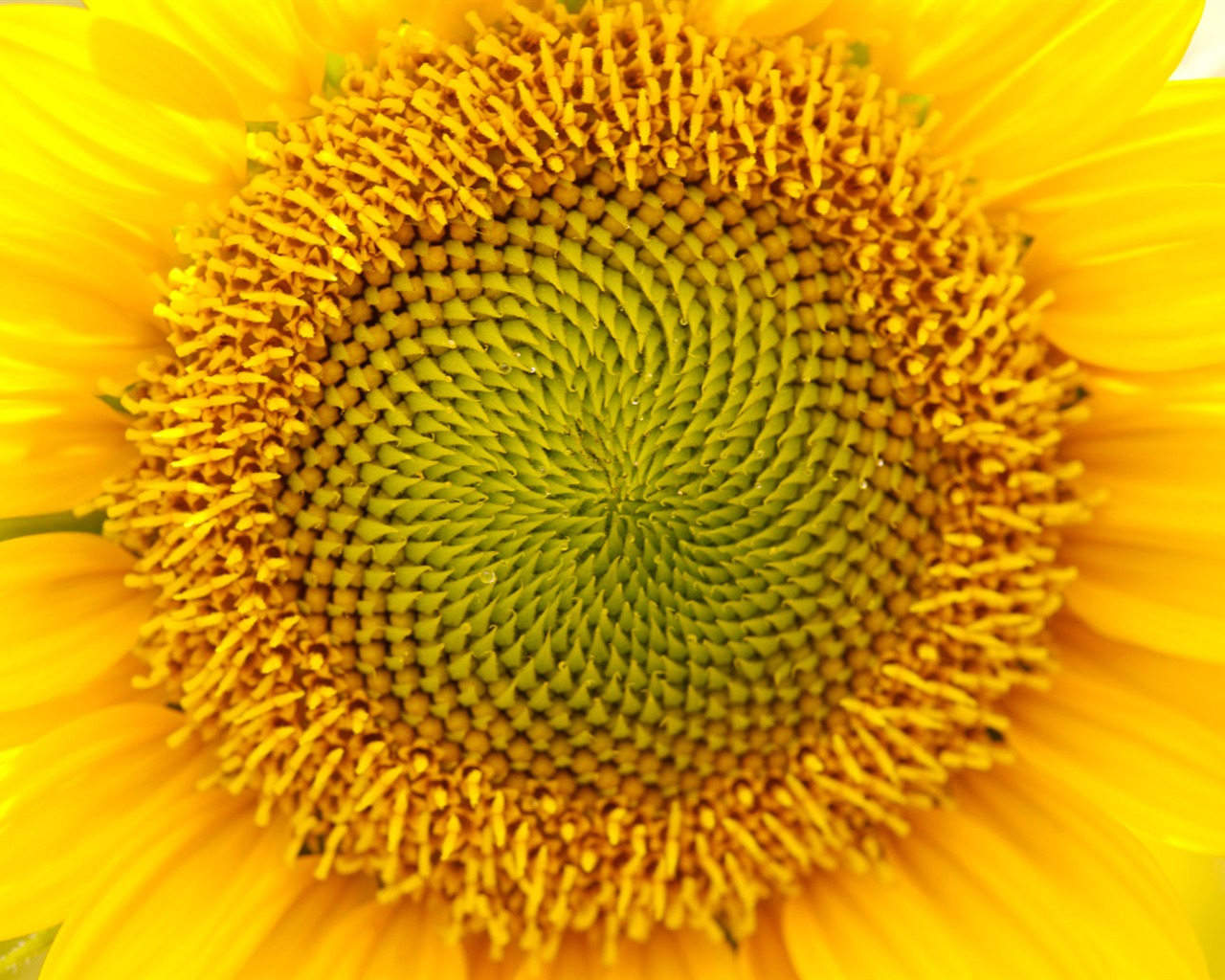 陽光 葵花寫真高清壁紙 #11 - 1280x1024