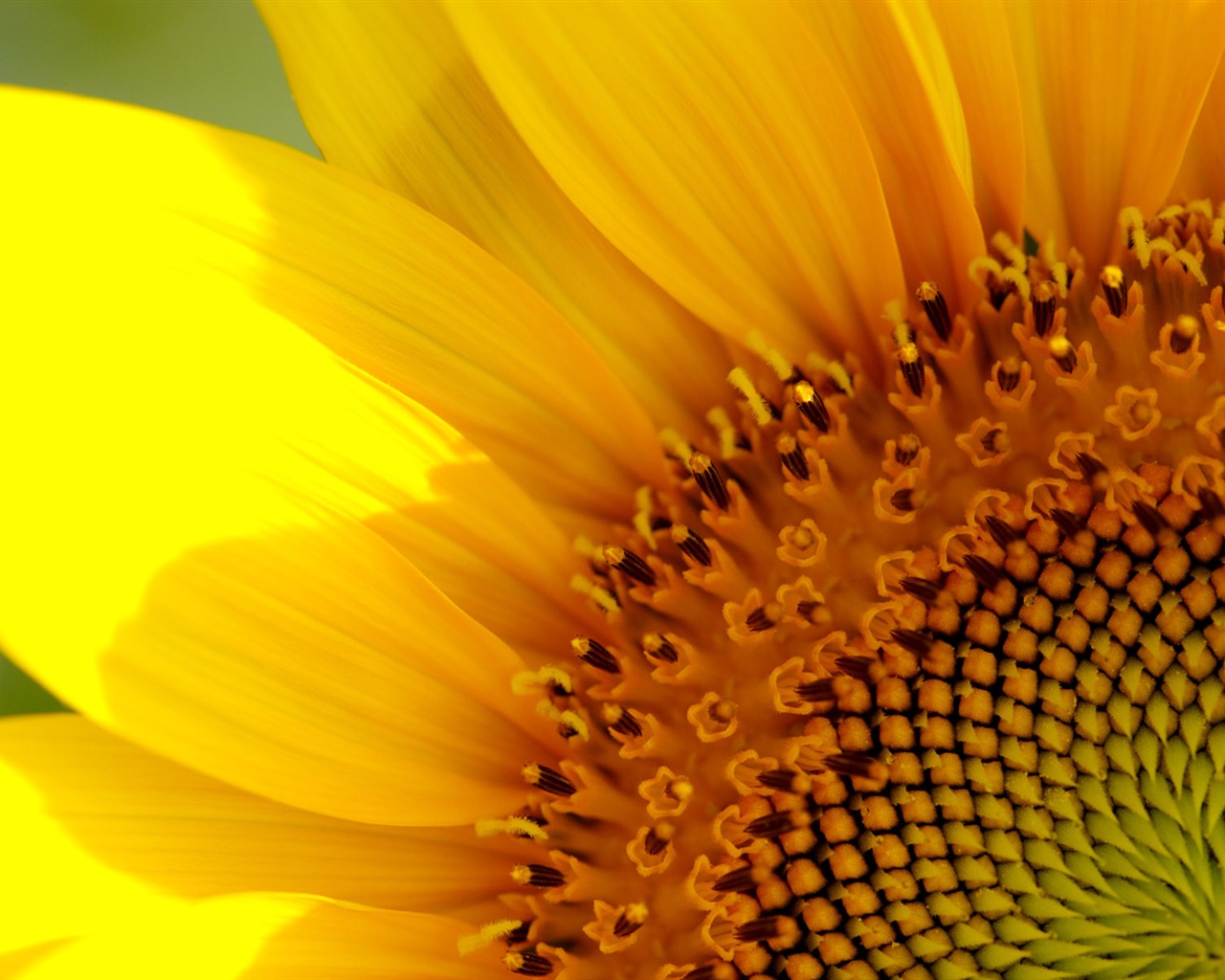 Sunny slunečnice foto HD Tapety na plochu #12 - 1280x1024