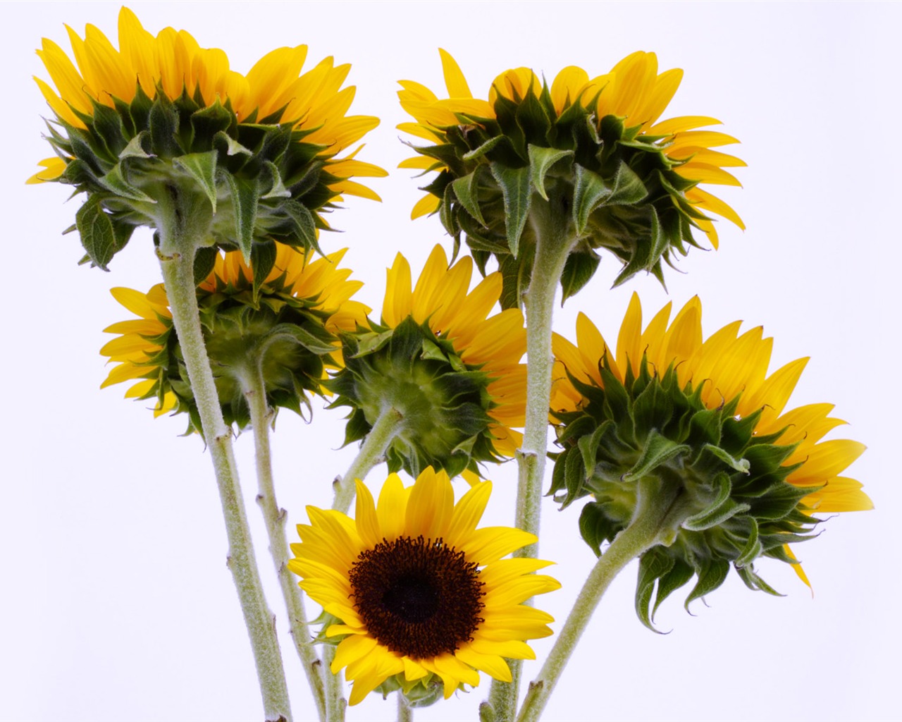 Sunny photo de tournesol HD Wallpapers #13 - 1280x1024