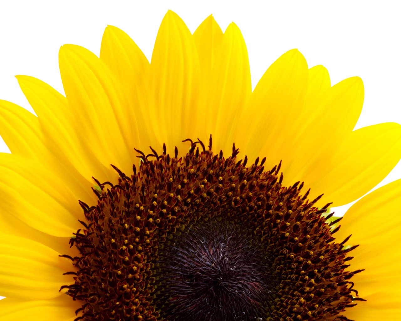 Sunny sunflower photo HD Wallpapers #18 - 1280x1024