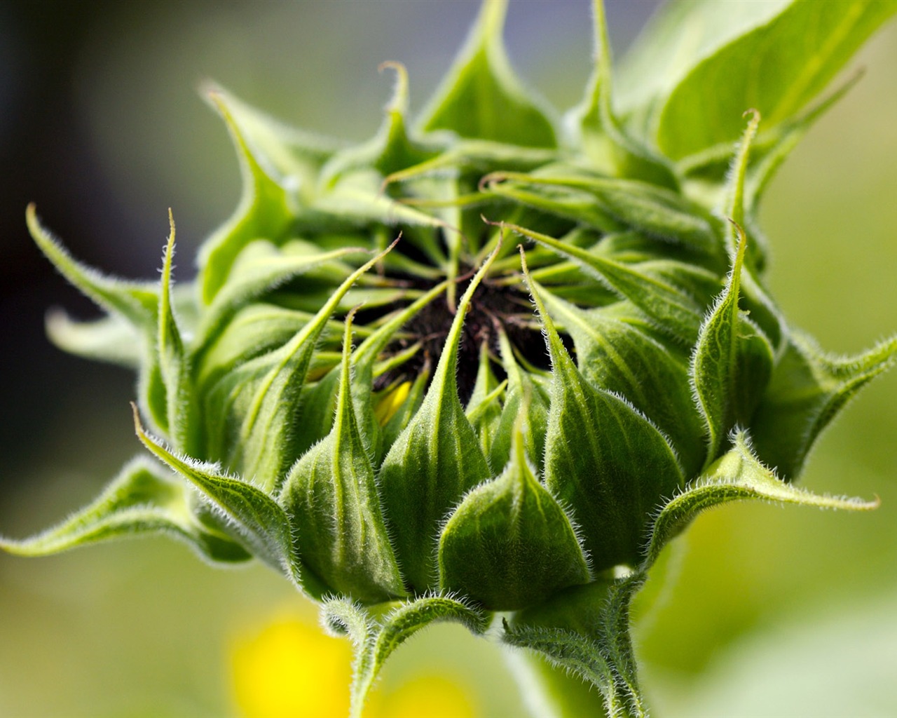 Sunny photo de tournesol HD Wallpapers #19 - 1280x1024