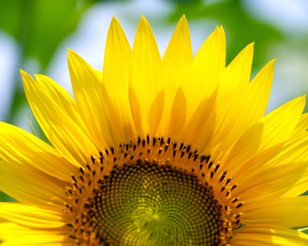 Sunny slunečnice foto HD Tapety na plochu #20 - 1280x1024