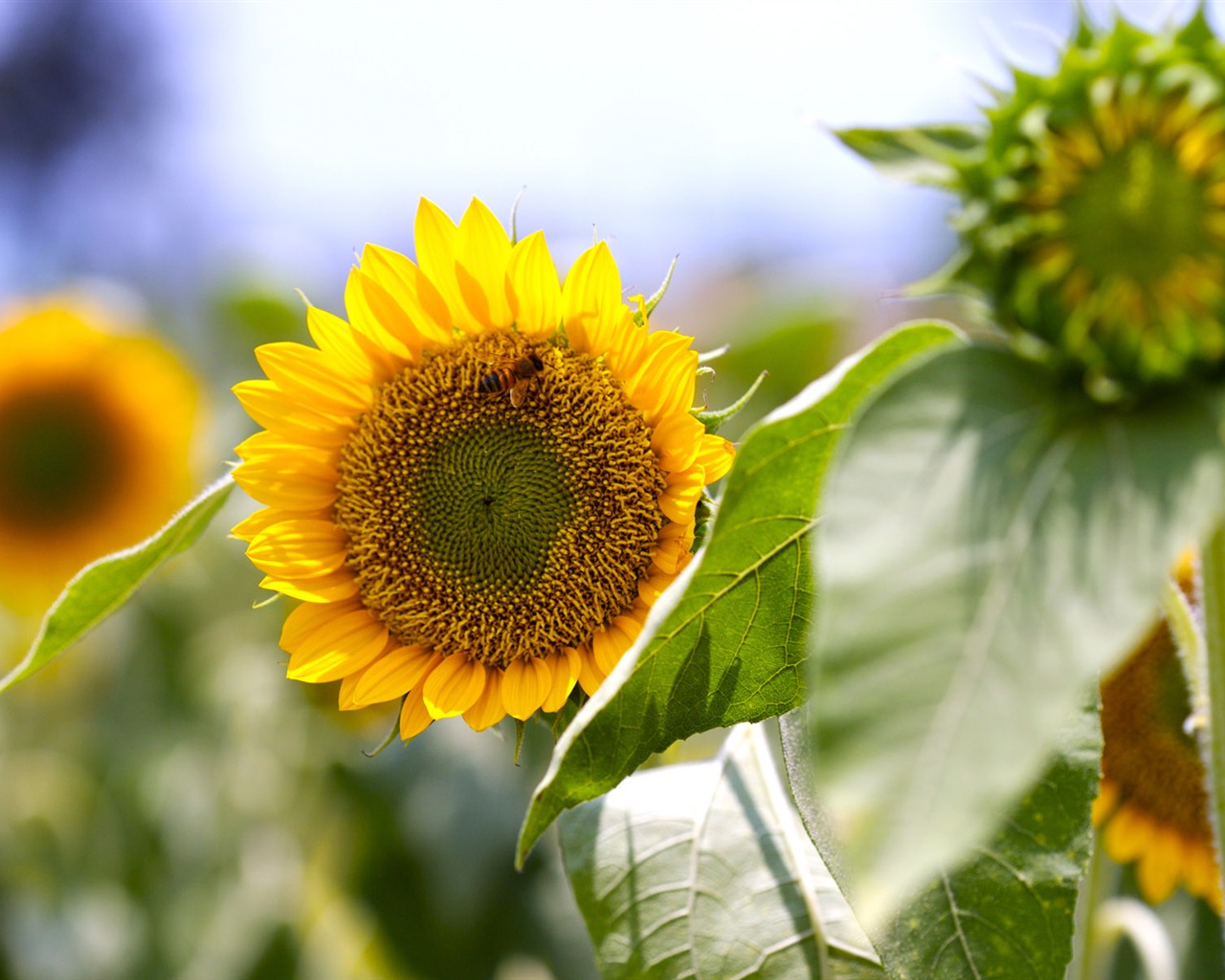 Soleado foto de girasol HD Wallpapers #21 - 1280x1024