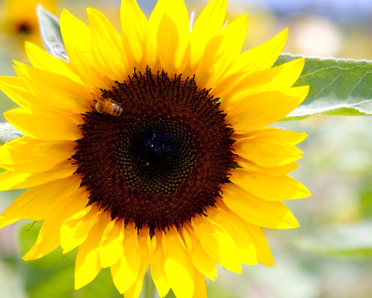 Sunny photo de tournesol HD Wallpapers #22 - 1280x1024