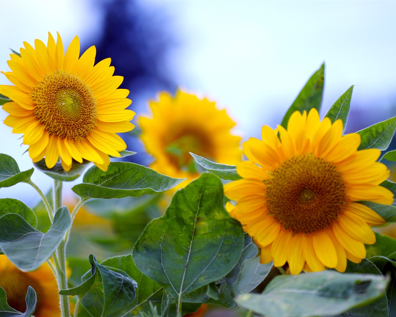 Soleado foto de girasol HD Wallpapers #23 - 1280x1024