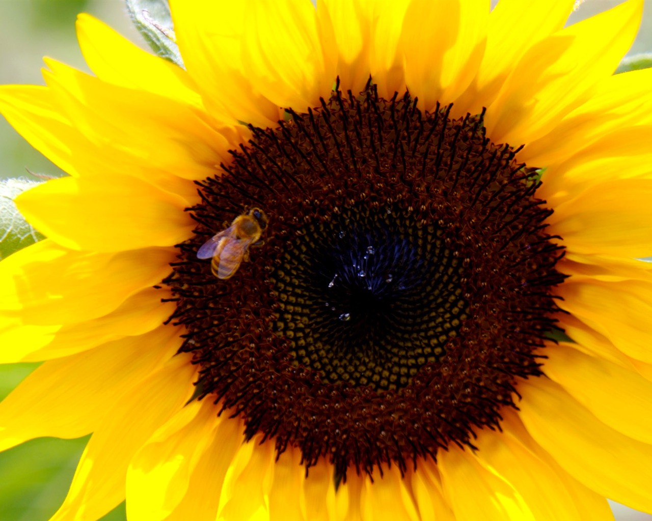 Sunny sunflower photo HD Wallpapers #24 - 1280x1024