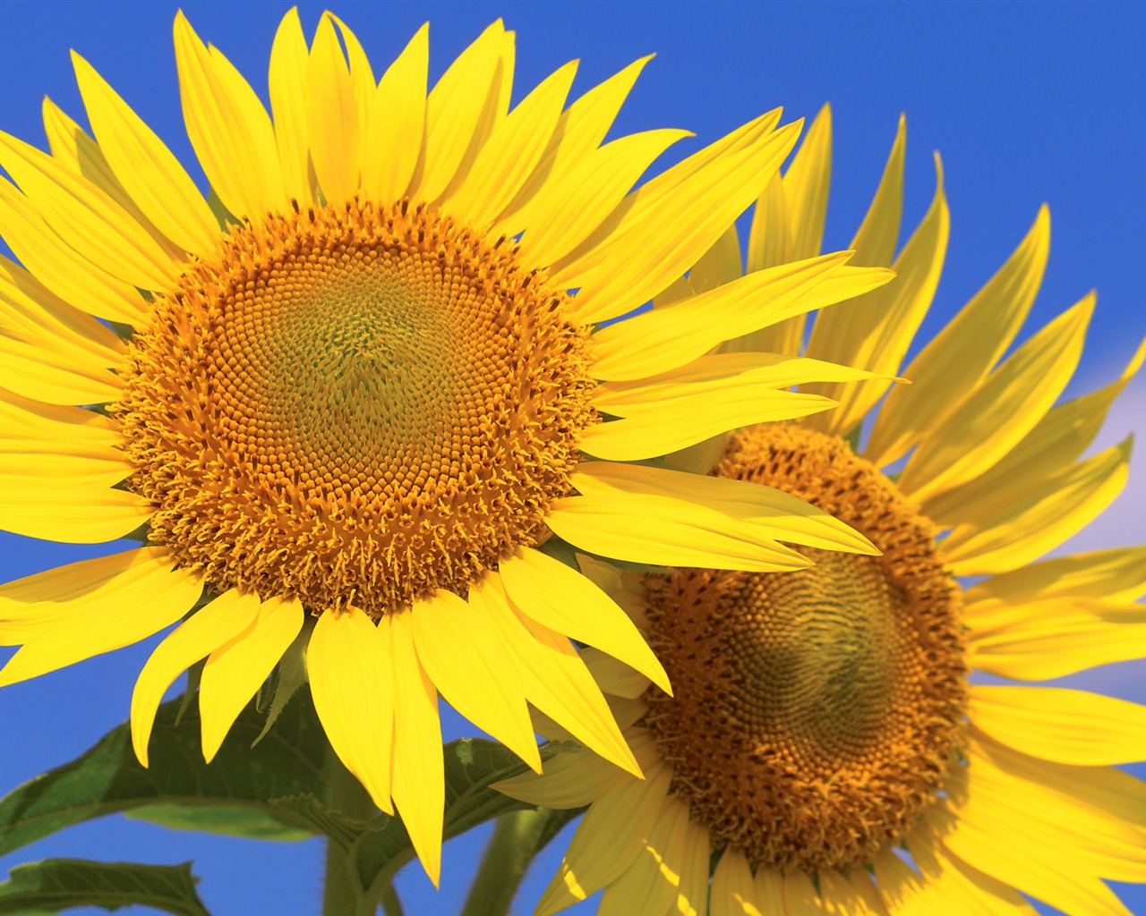 Soleado foto de girasol HD Wallpapers #25 - 1280x1024