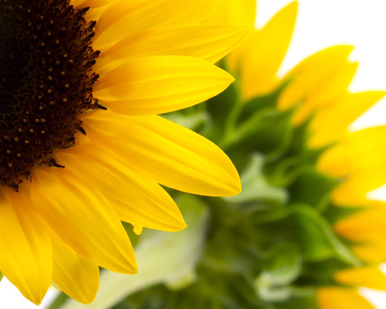 Sunny sunflower photo HD Wallpapers #26 - 1280x1024