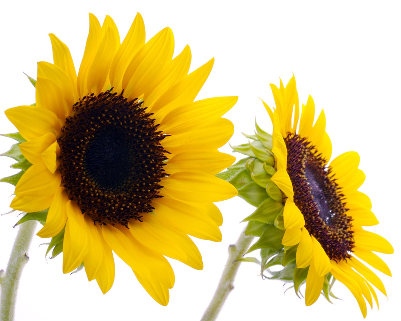 Sunny sunflower photo HD Wallpapers #28 - 1280x1024