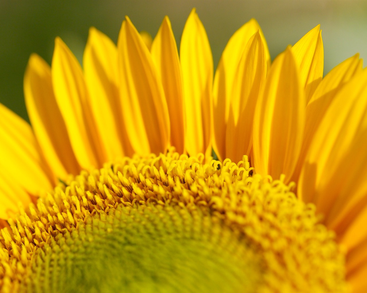 Sunny sunflower photo HD Wallpapers #29 - 1280x1024