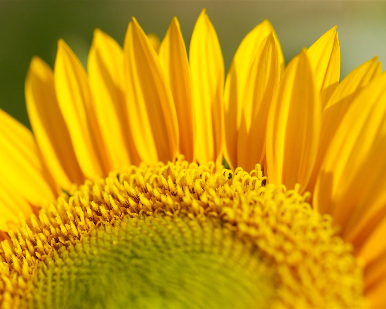 Soleado foto de girasol HD Wallpapers #29 - 1280x1024