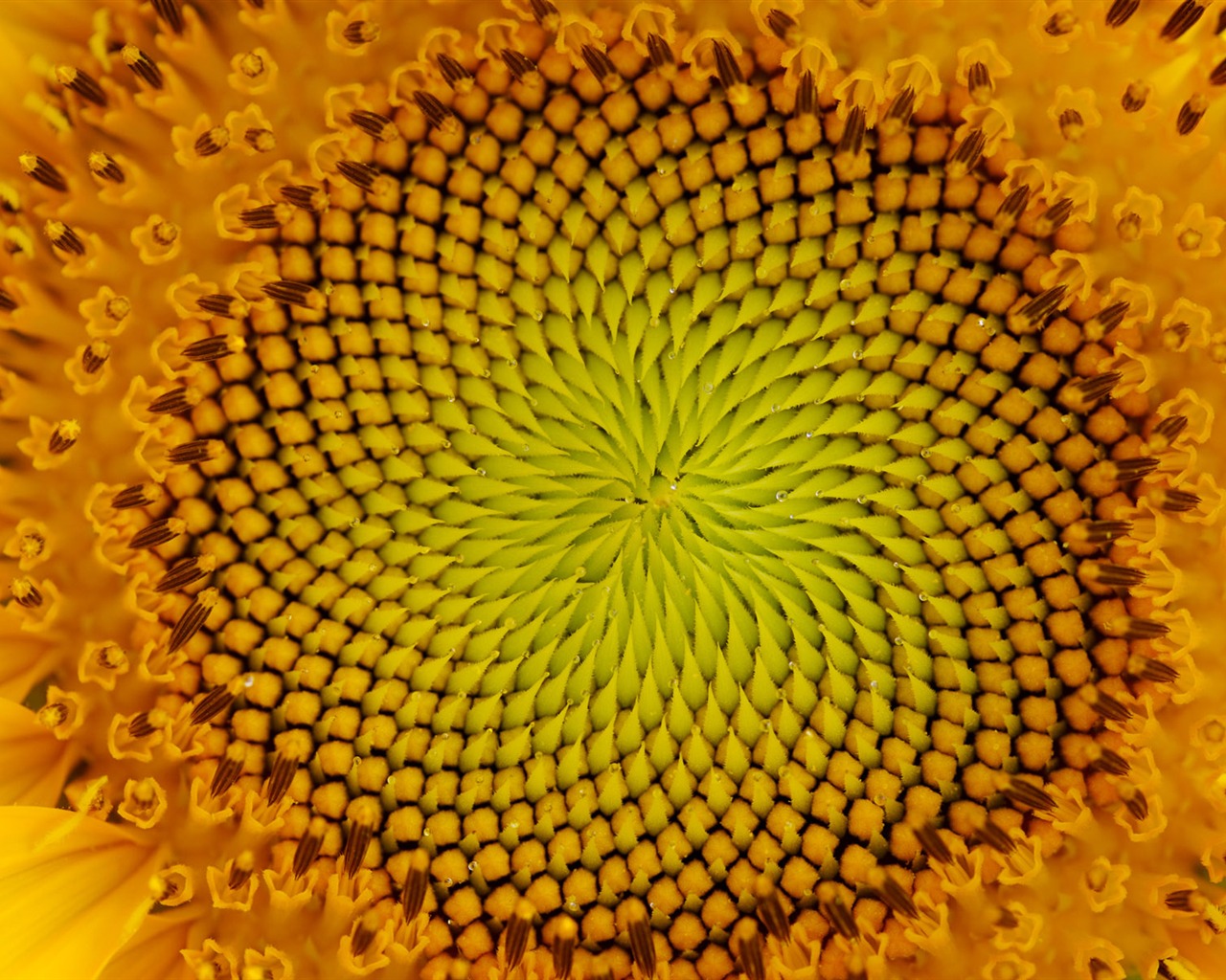 Sunny slunečnice foto HD Tapety na plochu #30 - 1280x1024