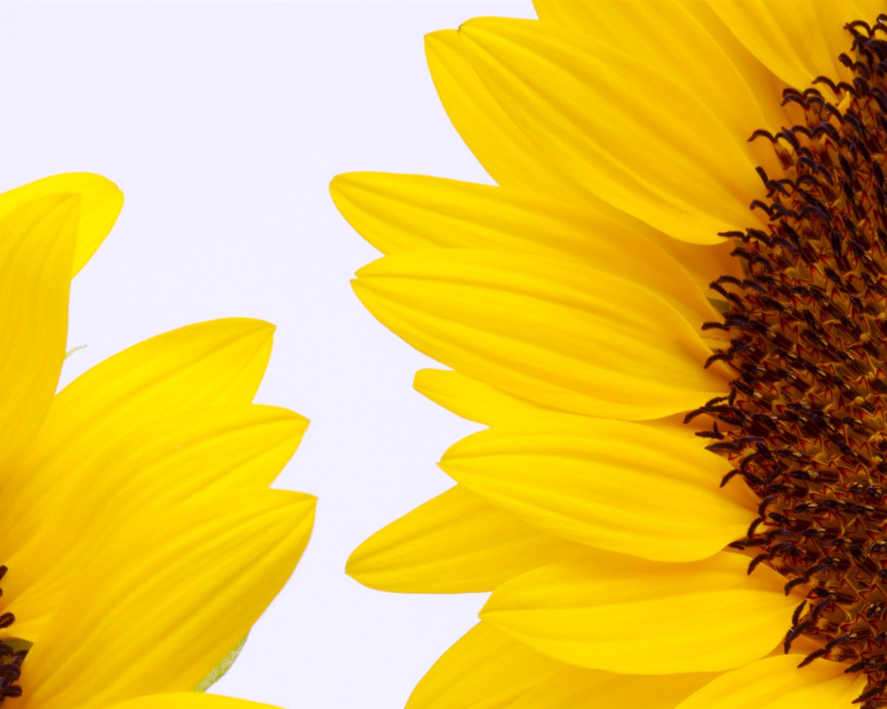 陽光 葵花寫真高清壁紙 #31 - 1280x1024